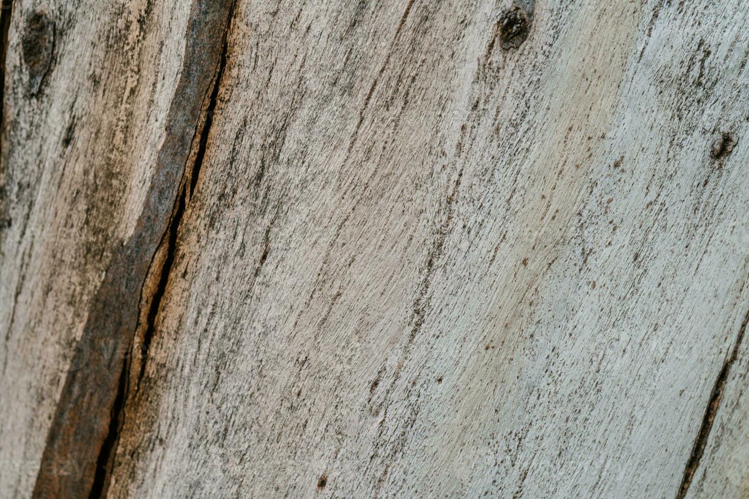 Background with the texture of an old stump. photo