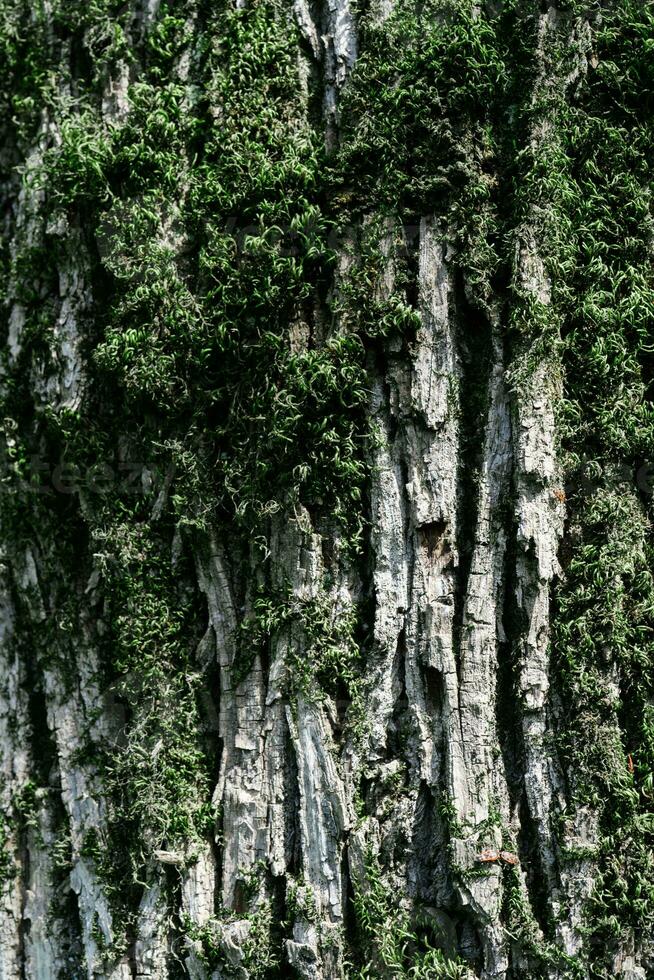 Natural background with the texture of the bark of a real tree. photo