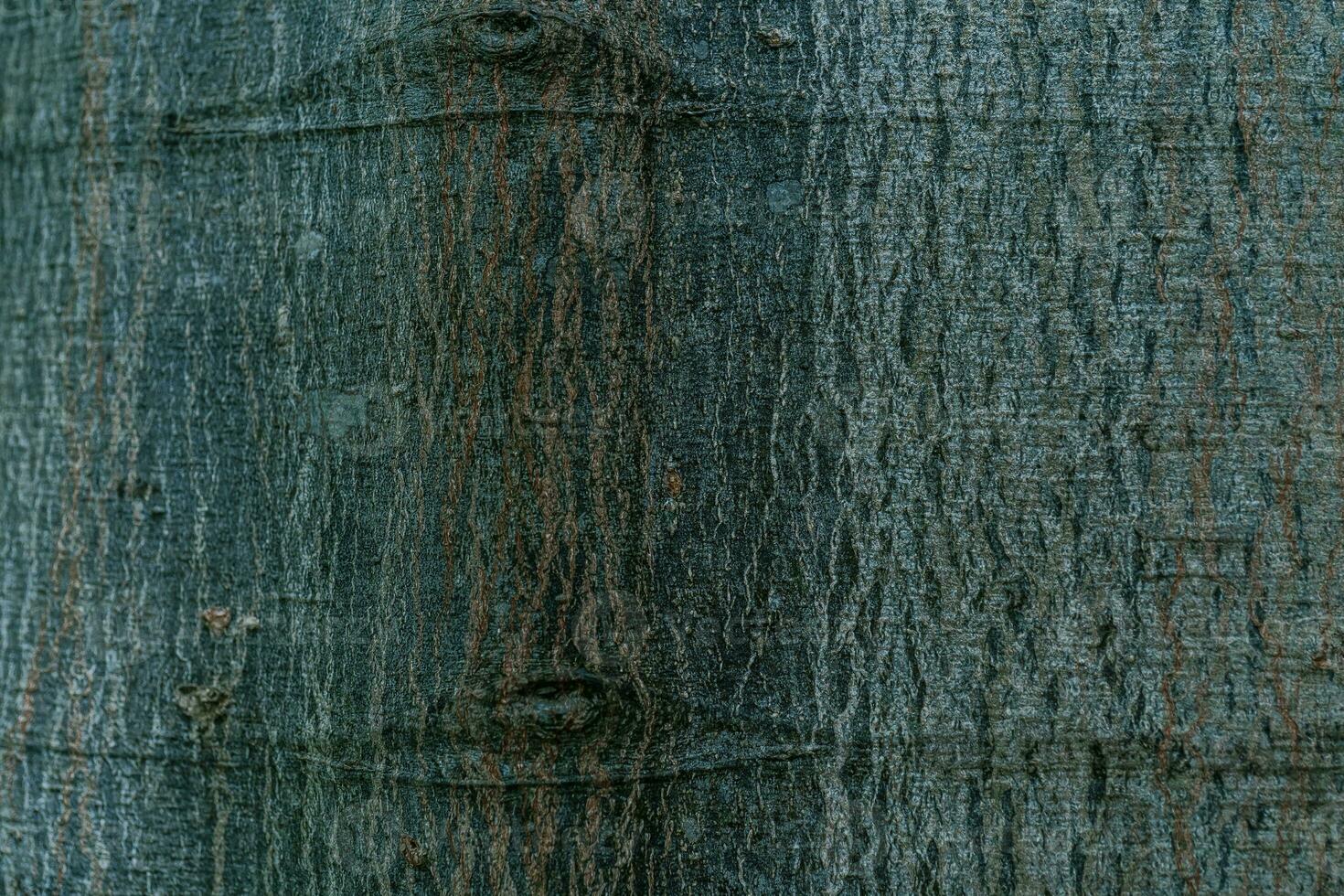 Natural background with the texture of the bark of a real tree. photo