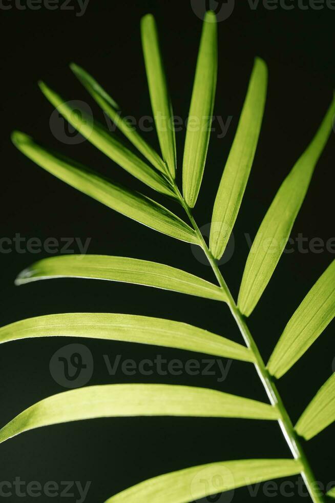 macro fotografía de planta hojas en un oscuro antecedentes. foto