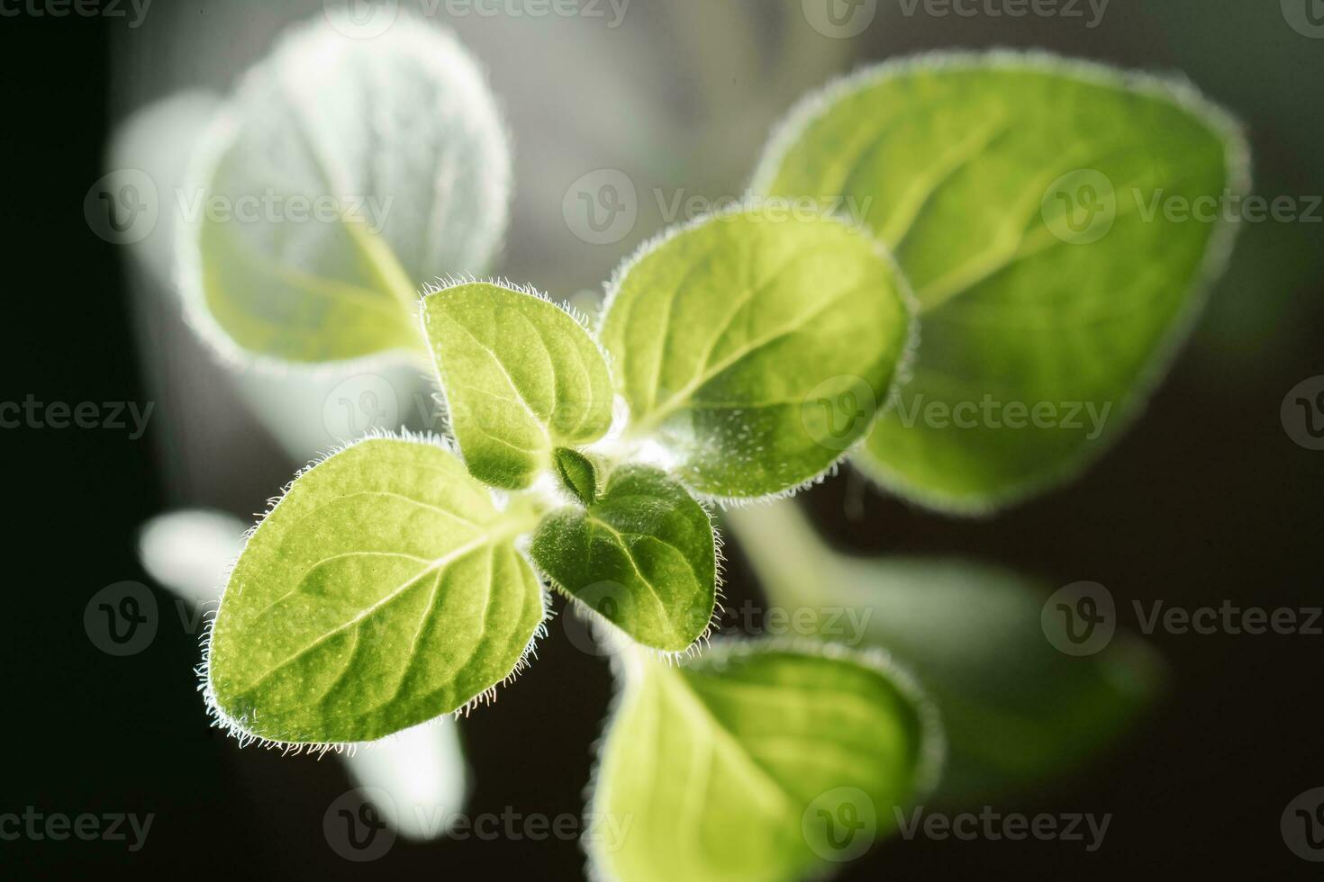 Macro photography of plant leaves on a dark background. photo