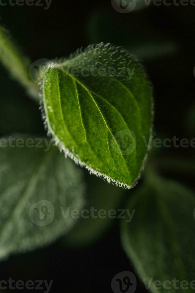 Macro photography of plant leaves on a dark background. photo