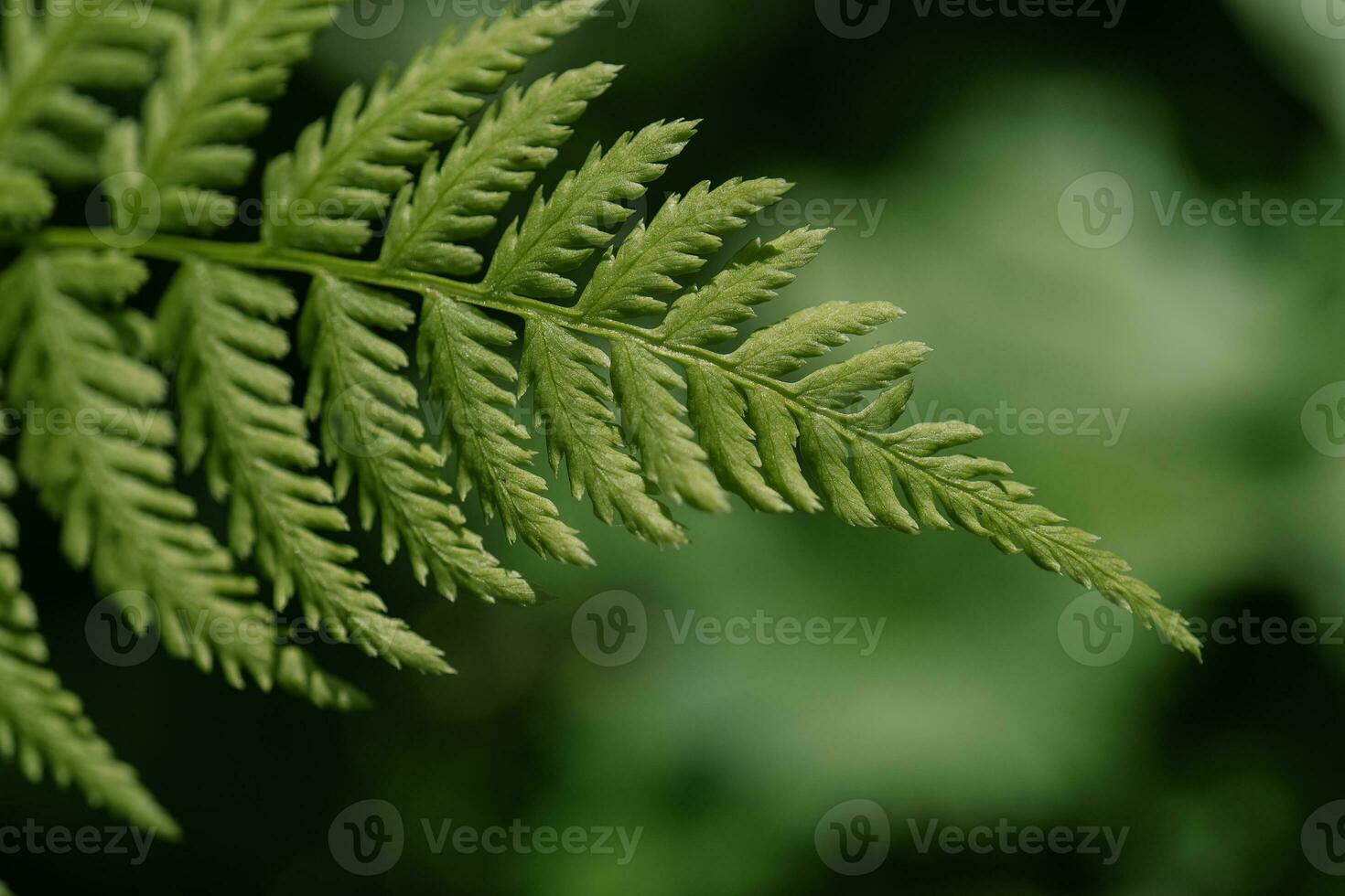 Athyrium filix-femina on a natural green background. photo