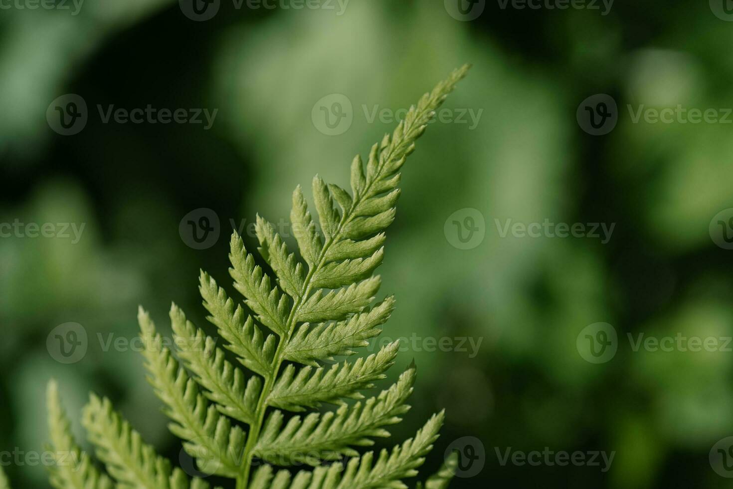 Athyrium filix-femina on a natural green background. photo