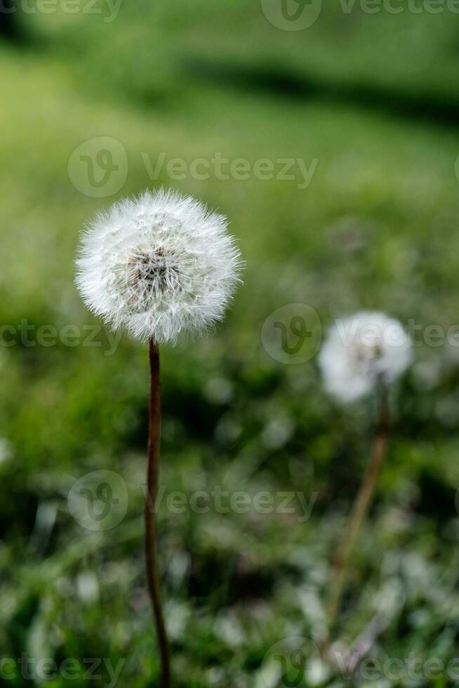 White dandelion on a natural green background. photo