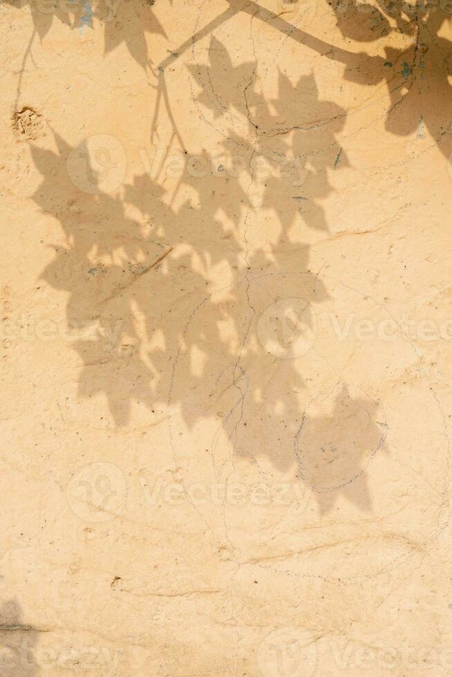 The shadow of the tree leaves on the old beige wall. photo