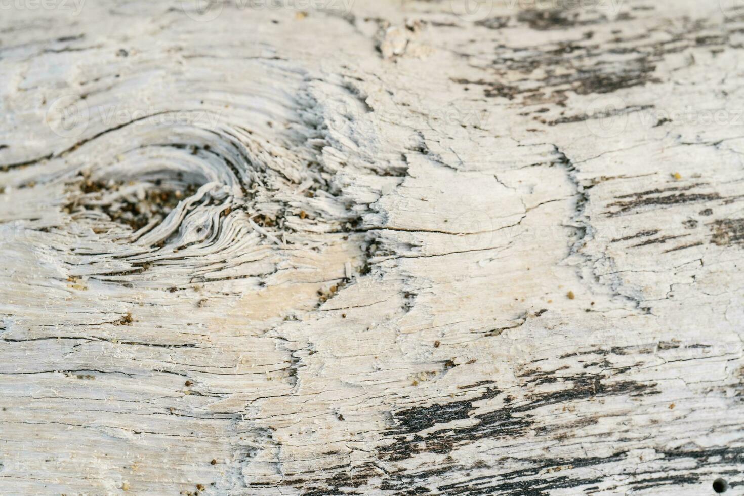 Background with the texture of an old stump. photo