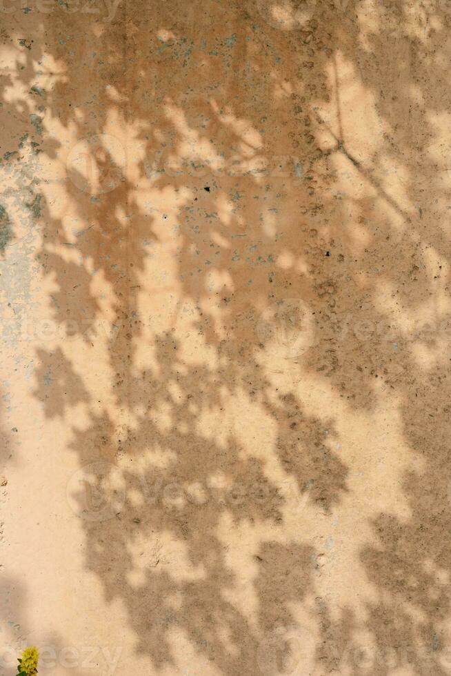 The shadow of the tree leaves on the old beige wall. photo