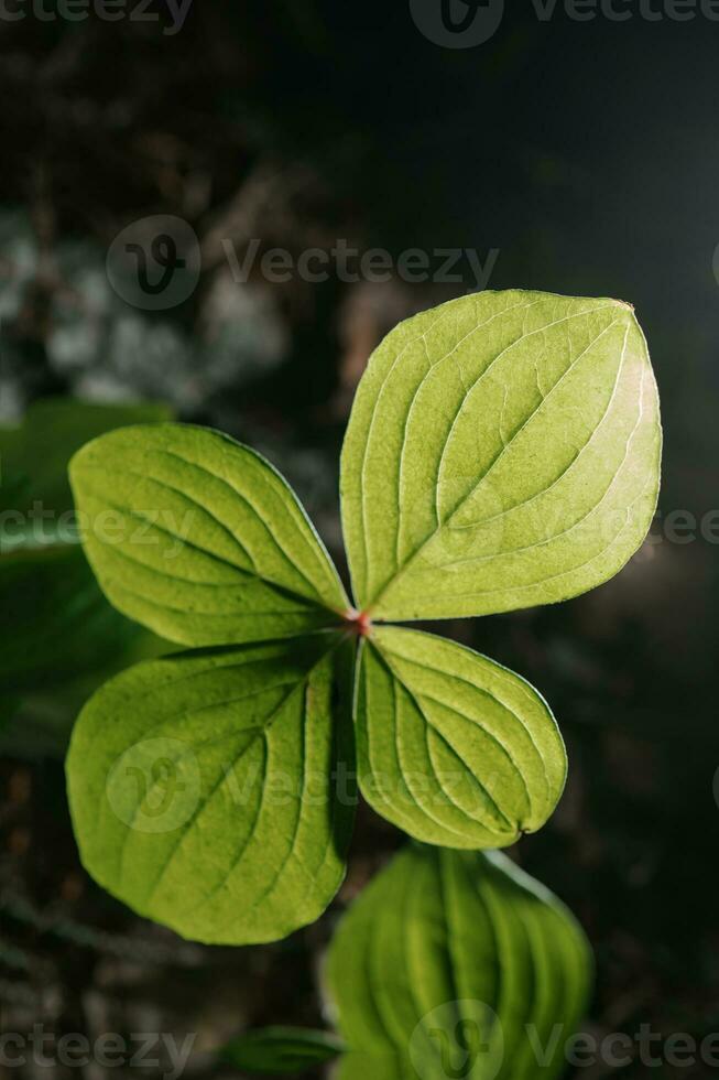 Paris quadrifolia close-up. A perfect plant sample. photo