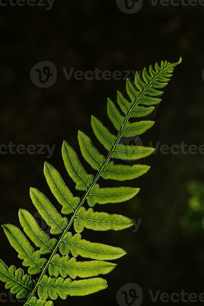 Polypodium glycyrrhiza. A beautiful sample of leaf. photo