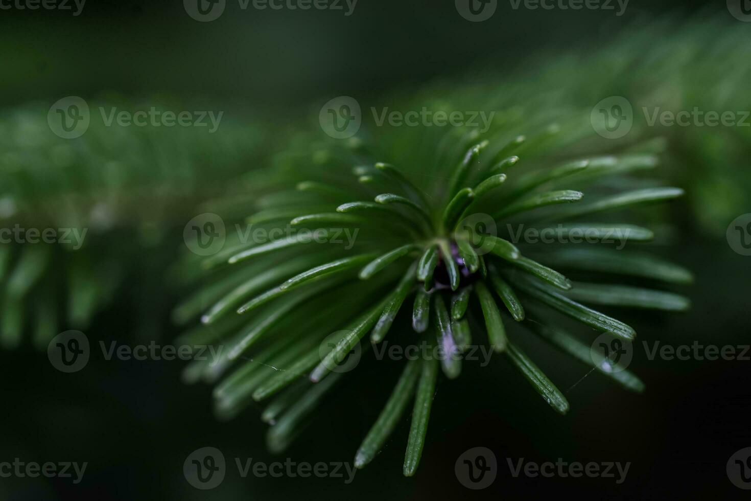 The branch of the Christmas tree in close-up. photo