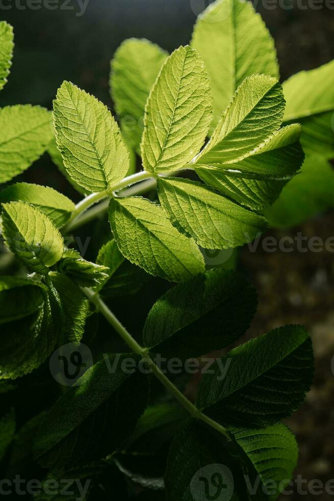Rosa rugosa leaves close-up. Background for your text. photo