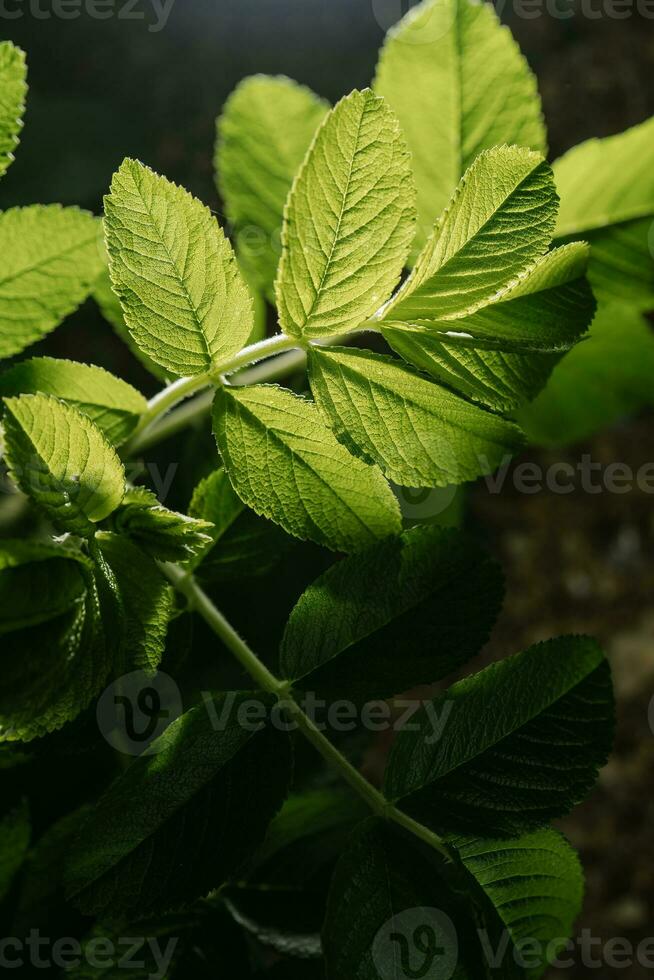 rosa rugosa hojas de cerca. antecedentes para tu texto. foto