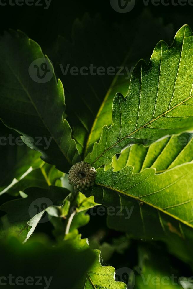 roble hojas de cerca. antecedentes para tu texto. foto