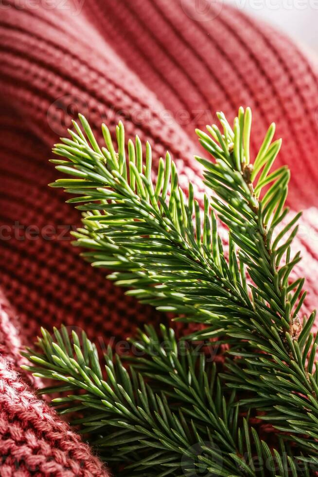 Spruce branch on the background of knitted texture. photo