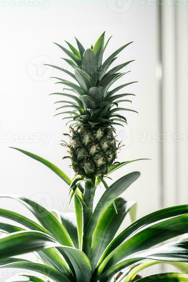 The fruit of a decorative indoor pineapple. photo