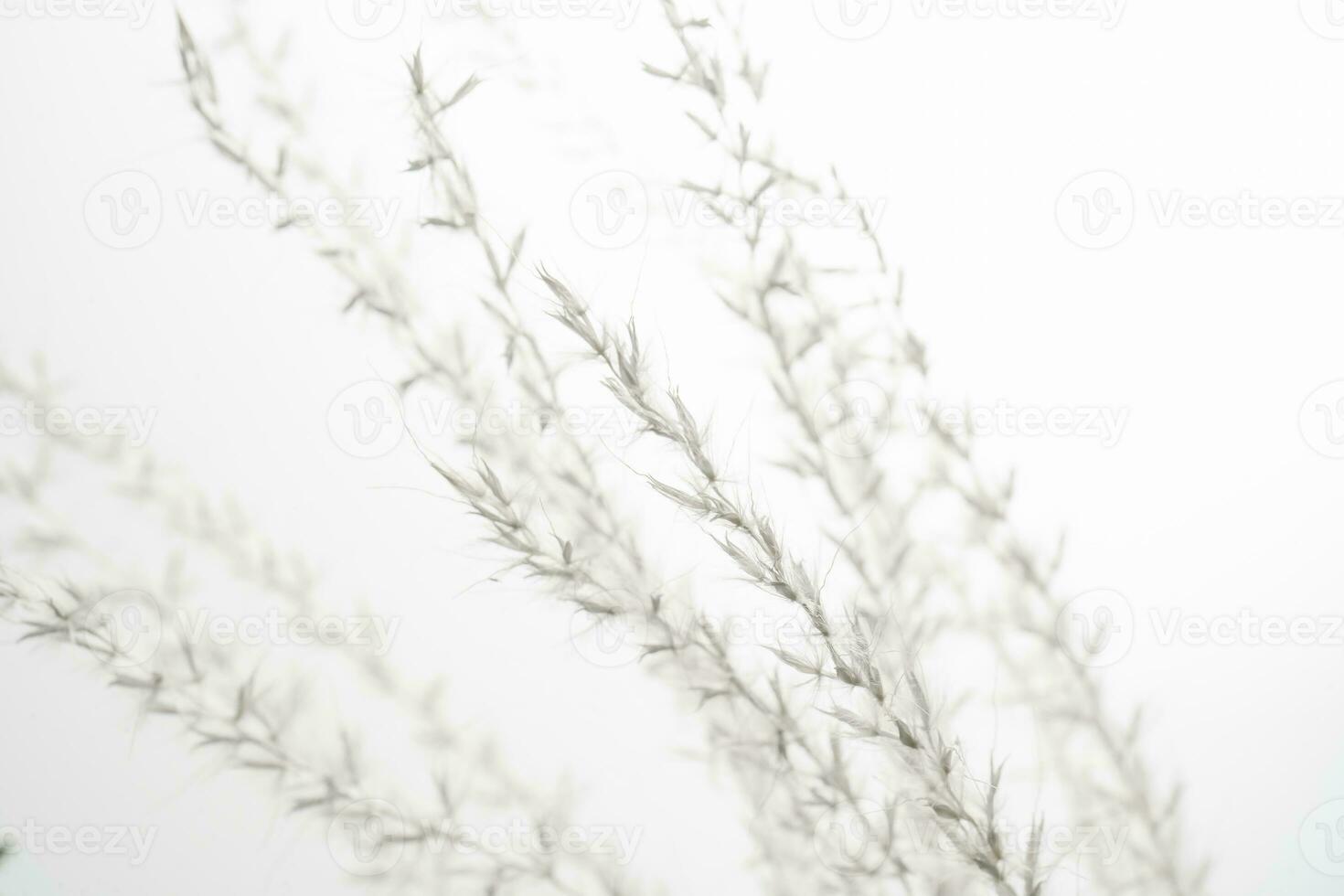 Decorative dried flower on a white background. photo