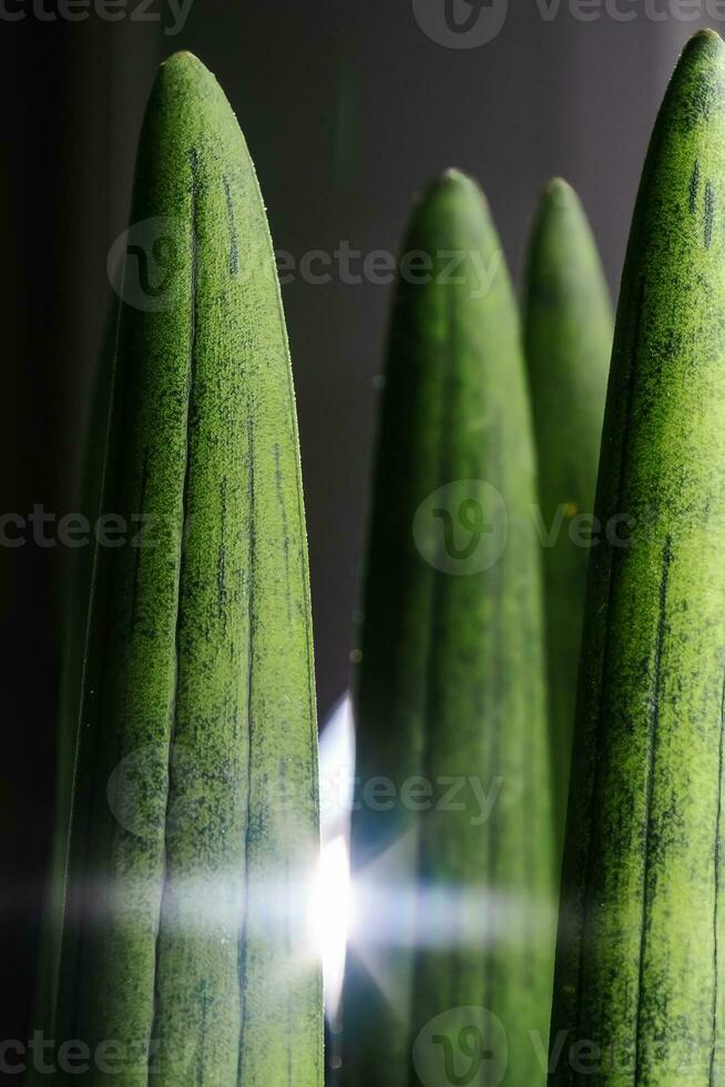 Sansevieria cylindrical close-up with light. Abstract natural background. photo