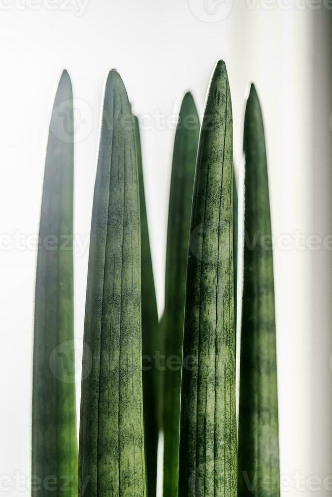 Sansevieria cylindrical close-up with light. Abstract natural background. photo