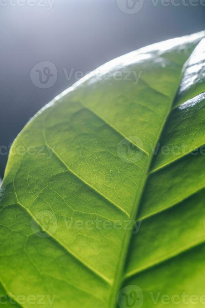 Abstract background of green leaves. A close plan. photo