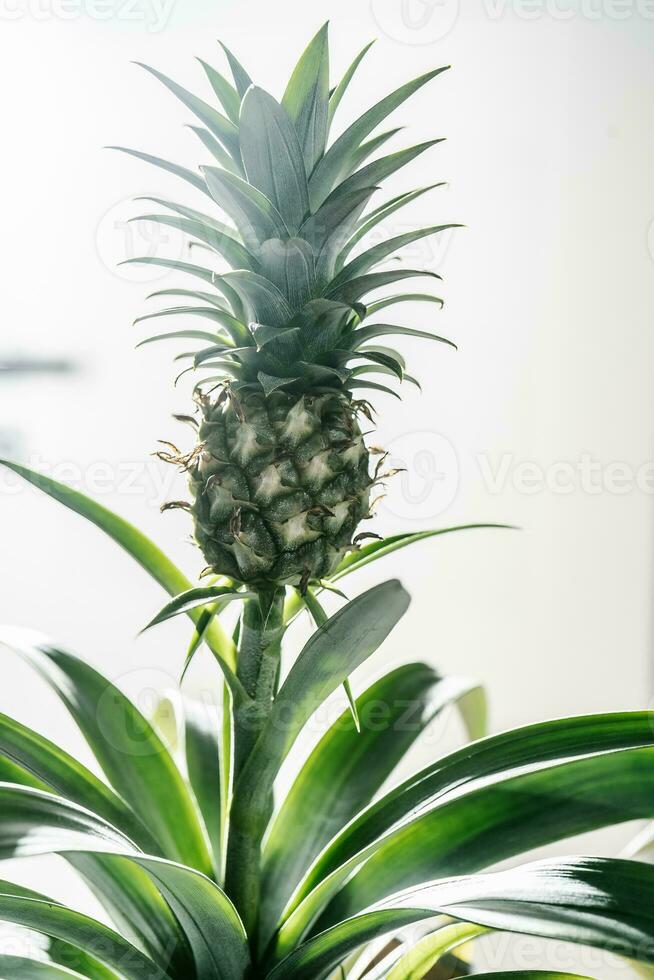 The fruit of a decorative indoor pineapple. photo