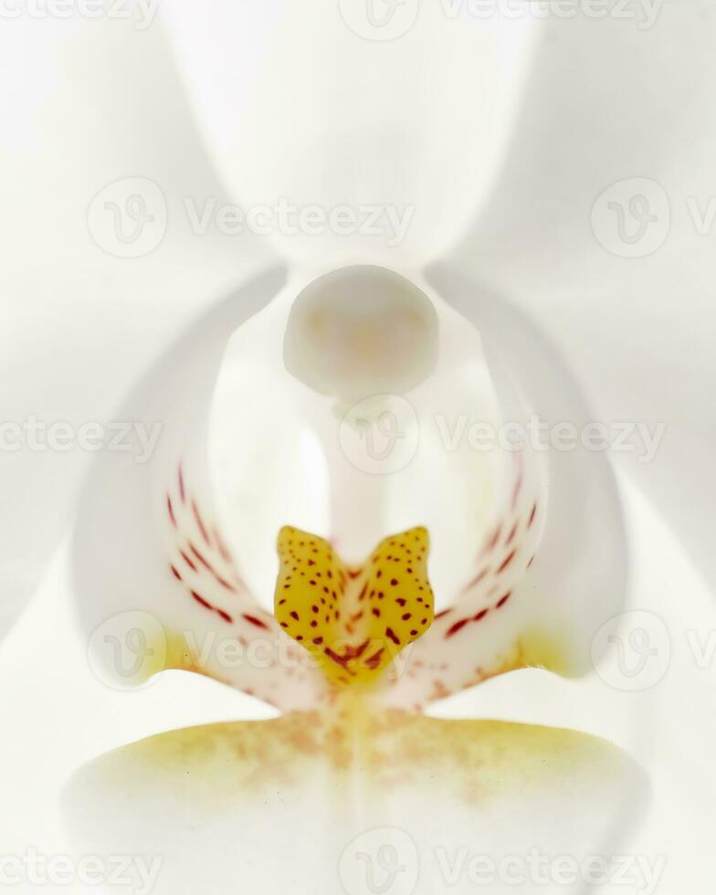 Beautiful white orchid on a white background. photo