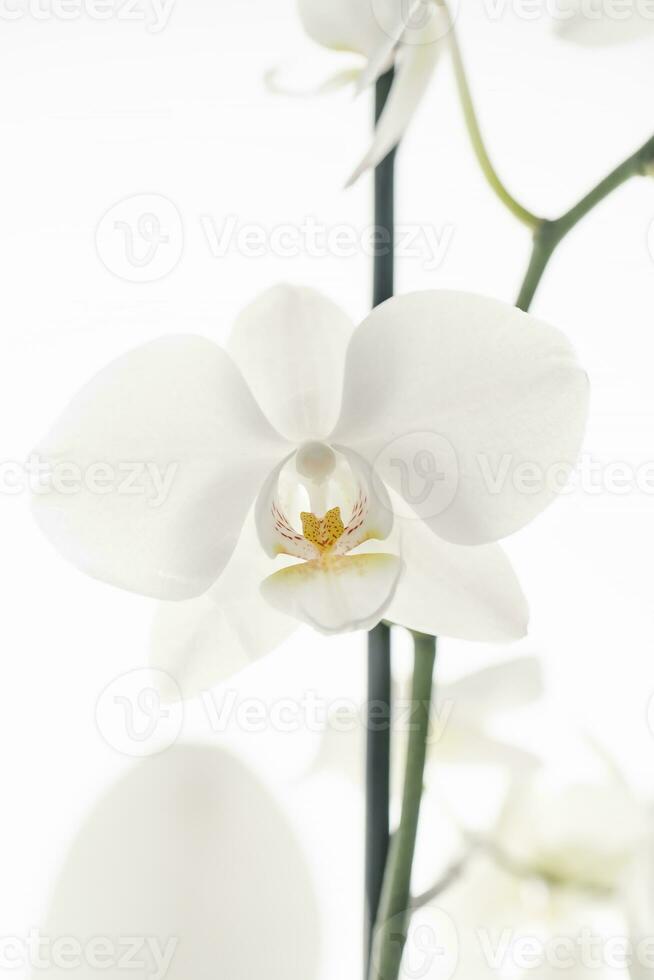Beautiful white orchid on a white background. photo