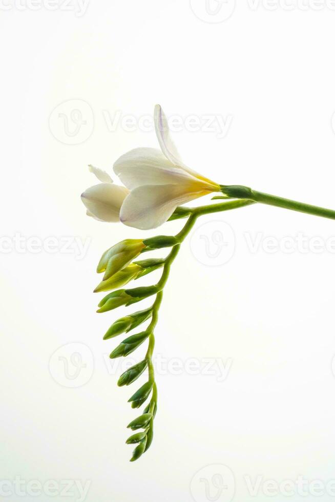 White freesia flower on a white background. photo