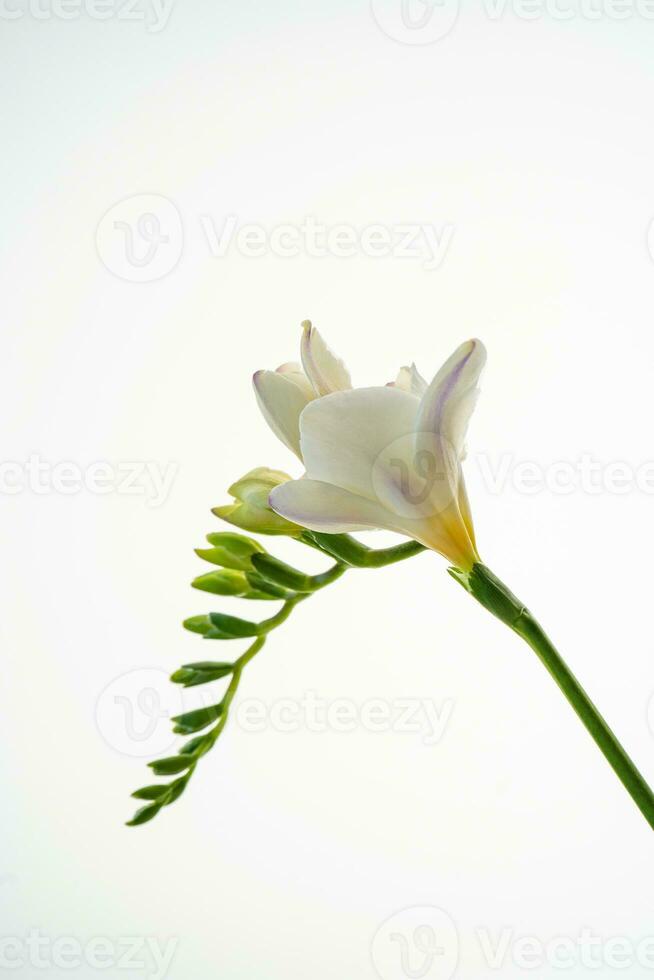 White freesia flower on a white background. photo