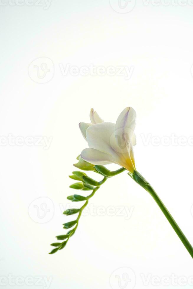 White freesia flower on a white background. photo