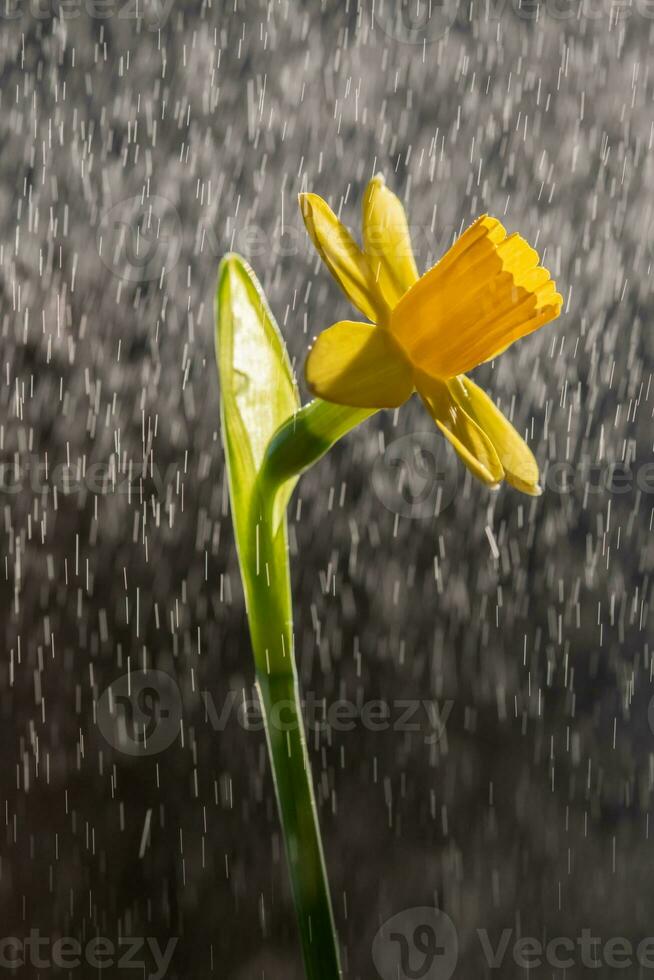 Yellow daffodils on a blurry background. Beautiful flowers. photo