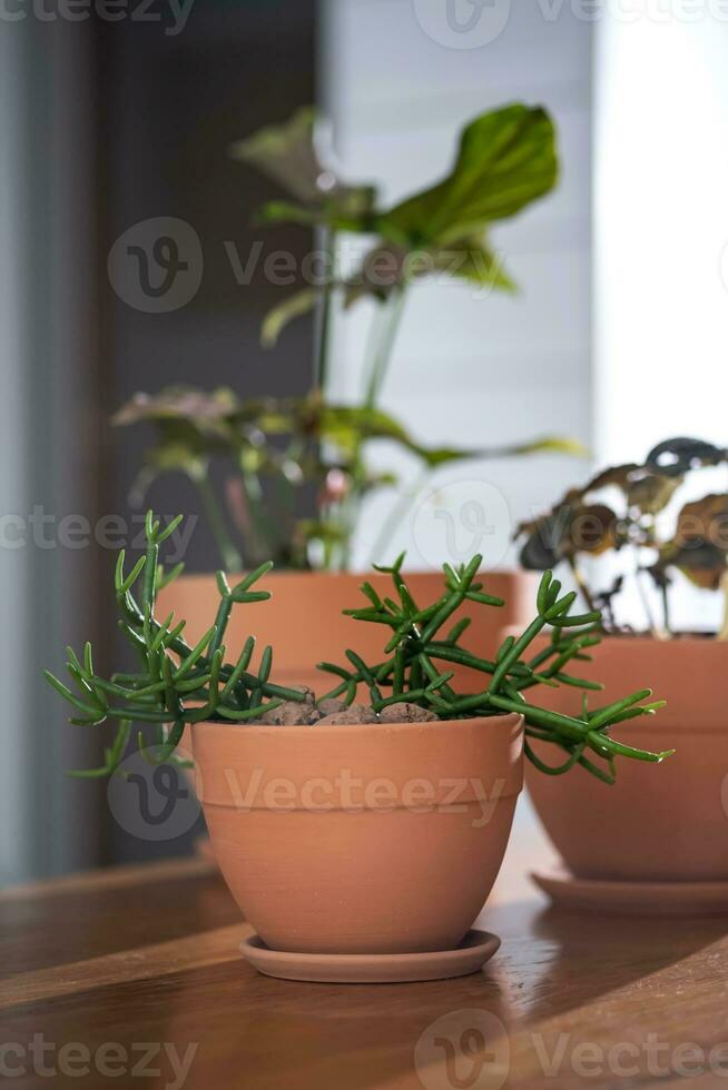 Three planters with flowers on the background of the home interior. photo