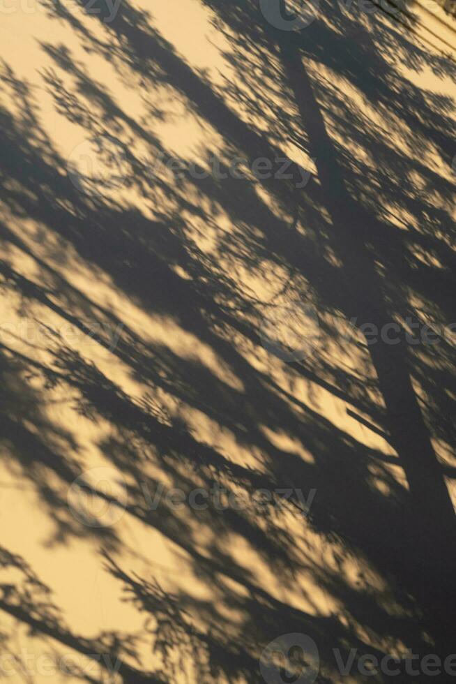 The shadow of a fir tree on the wall in the light of the setting sun. photo