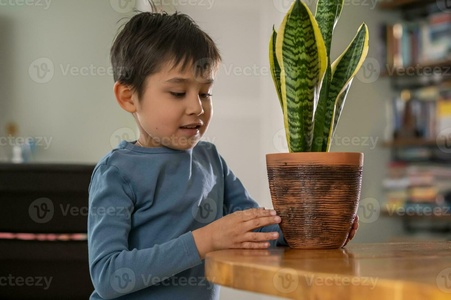 un chico sostiene un flor maceta con sansevieria. foto