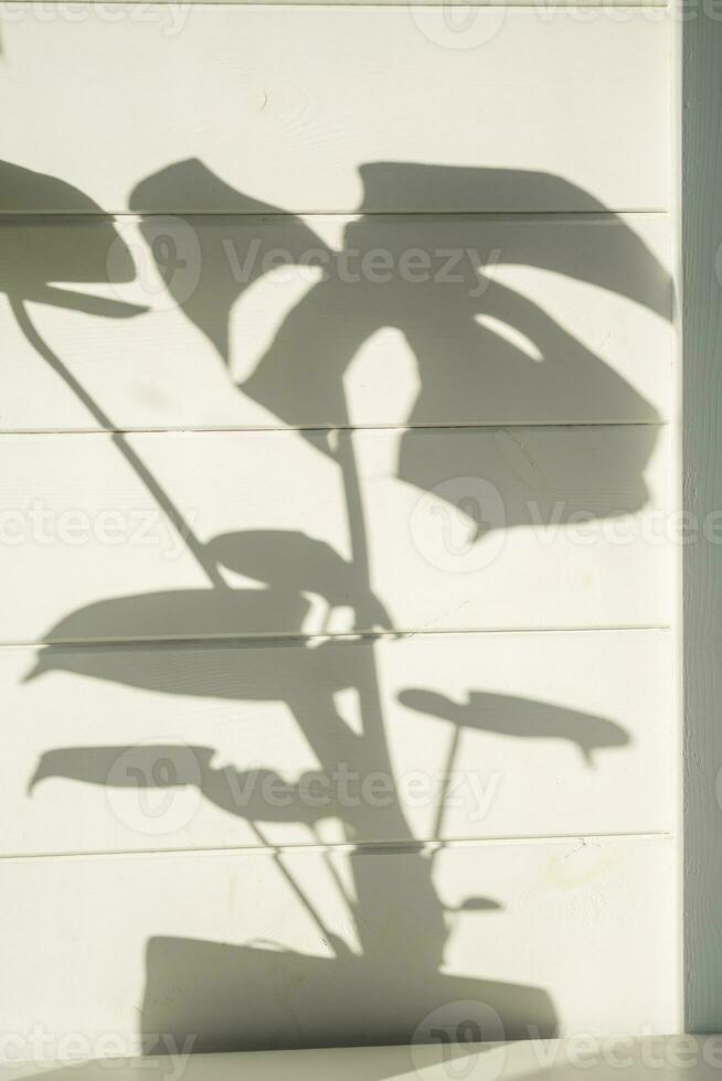 The shadow of monstera leaves on a wooden wall. photo