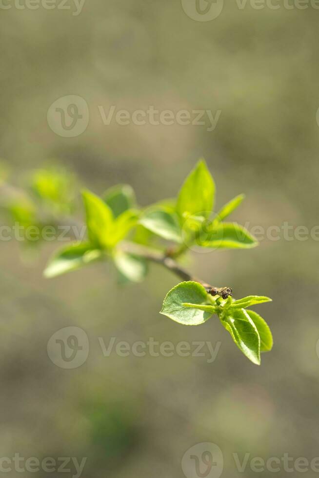 A branch with young leaves in natural conditions in spring. photo