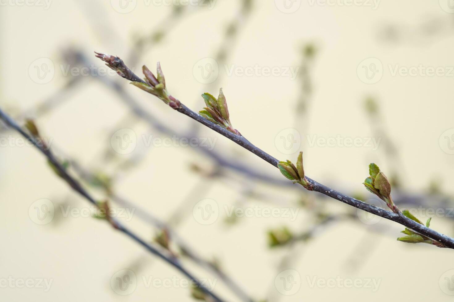 A branch with young leaves in natural conditions in spring. photo