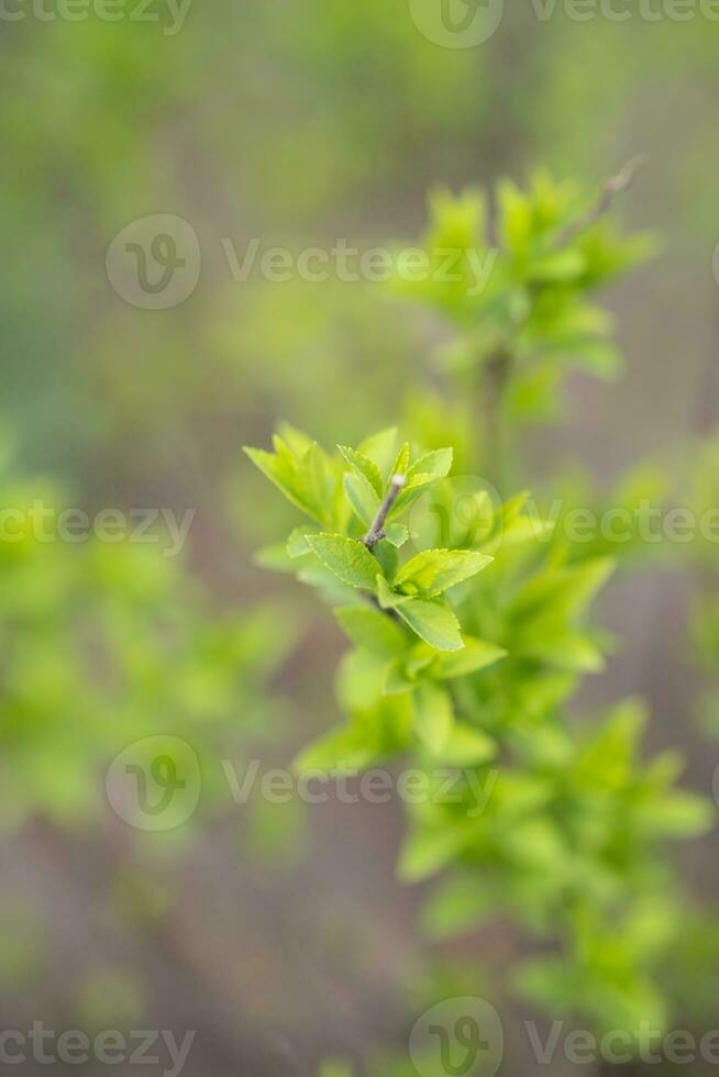 A branch with young leaves in natural conditions in spring. photo