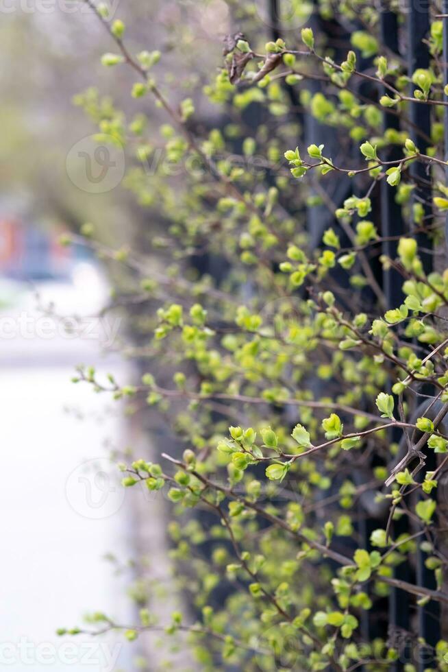 Branches of a bush with green leaves peeking through a wrought-iron fence. photo