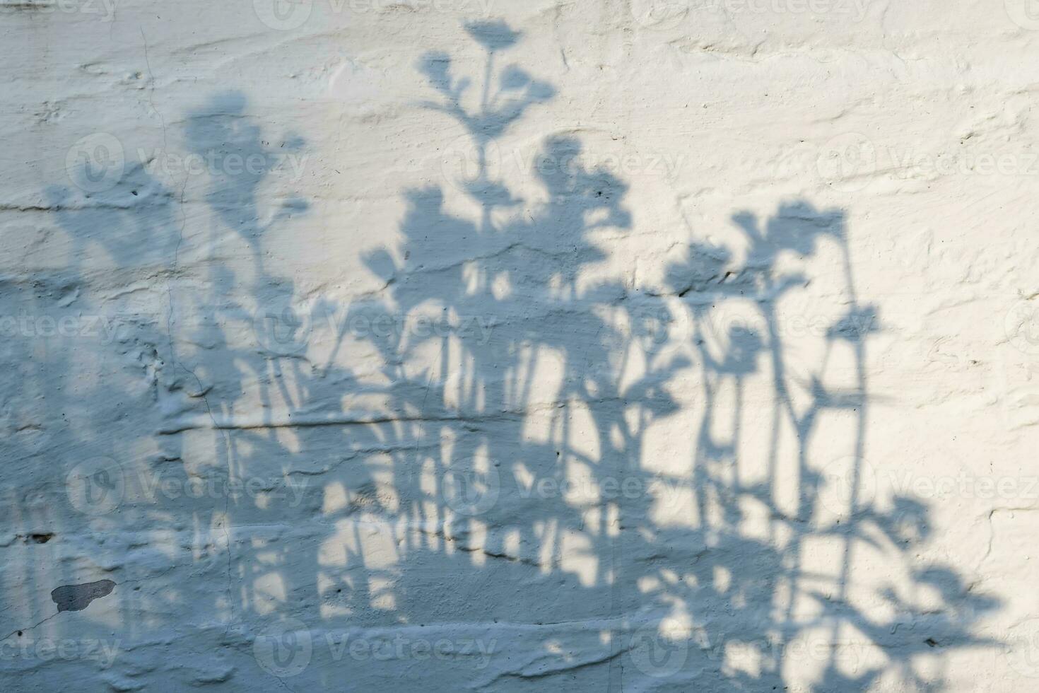 The shadow of flowers on a white plastered wall. Background. photo