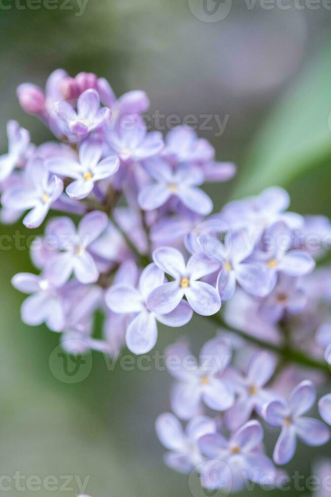 beautiful lilac branches close-up. Background. photo