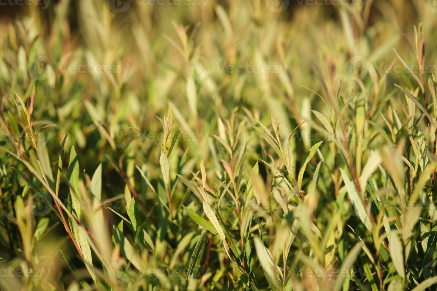Branches of a bush with green leaves. photo