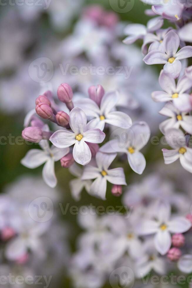 beautiful lilac branches close-up. Background. photo