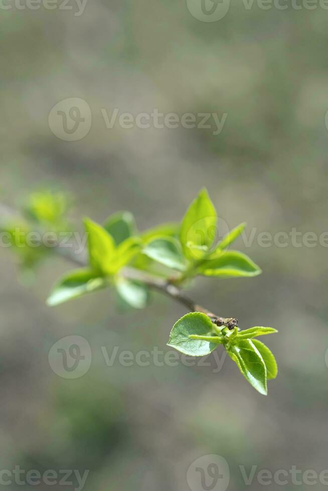 A branch with young leaves in natural conditions in spring. photo