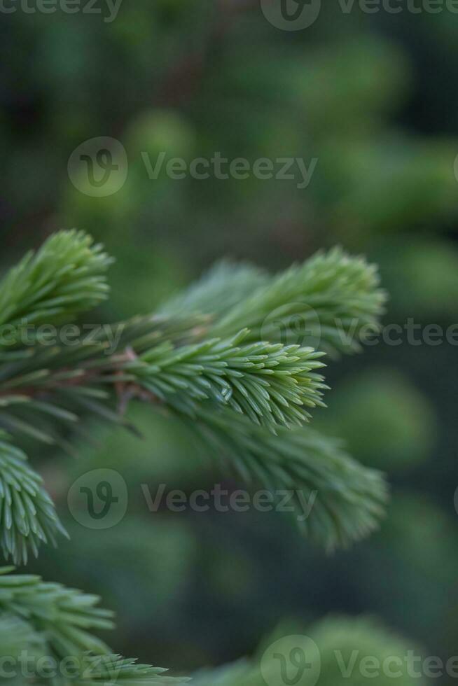 A branch of a fir tree in the park in close-up. photo