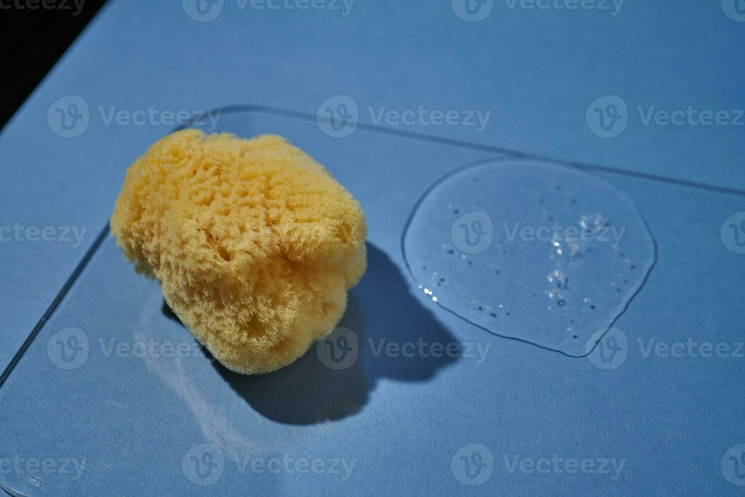 A natural sponge and a drop of gel or shampoo on a blue background. photo