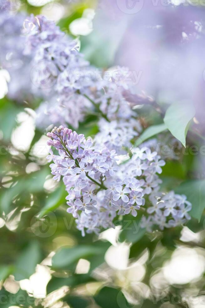 beautiful lilac branches close-up. Background. photo