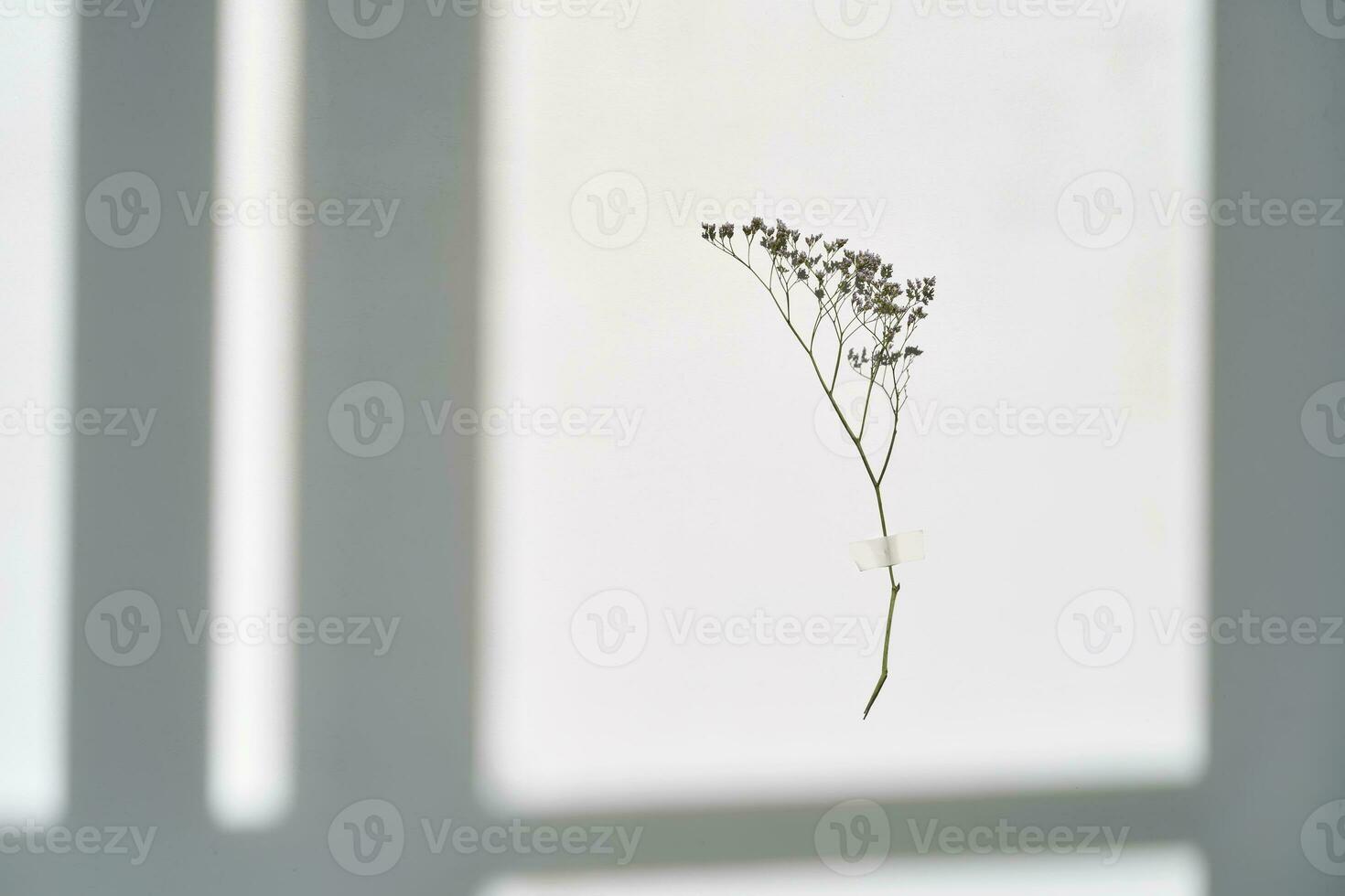 A twig on a white background in the rays of sunlight. Beautiful abstract background. photo