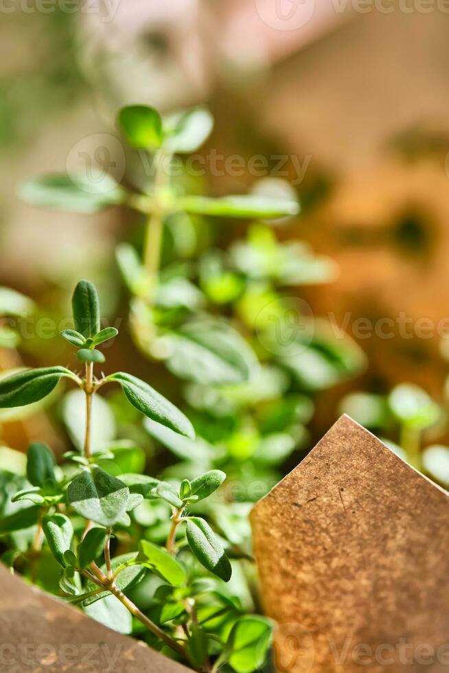 Close-up of a thyme bush. Beautiful Thymus. photo