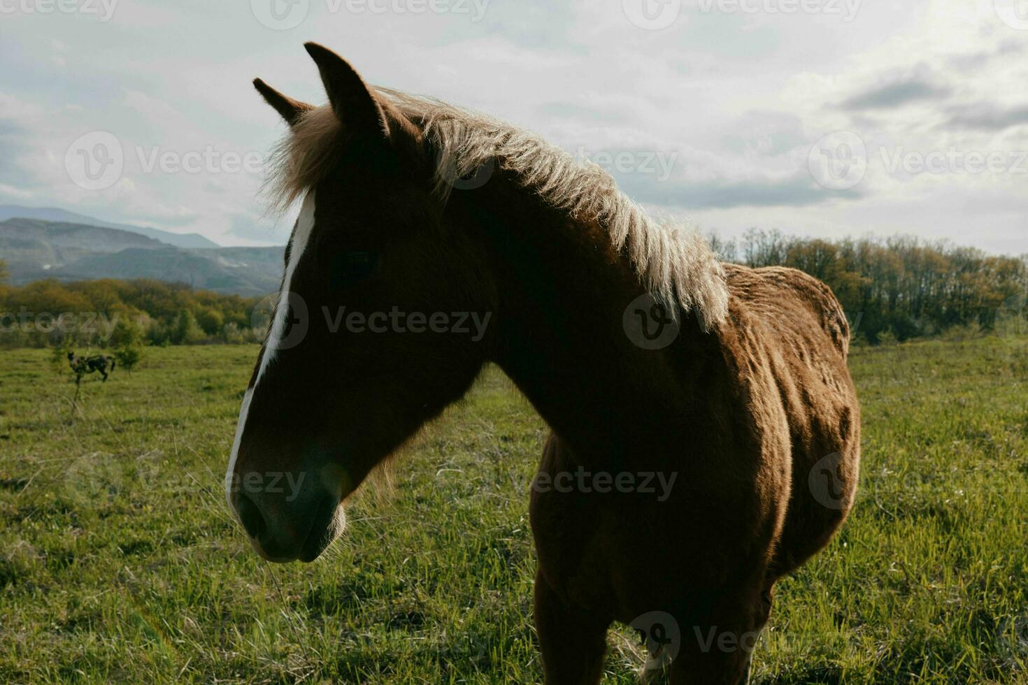 Herd of horses in the field nature mammals landscape animals photo